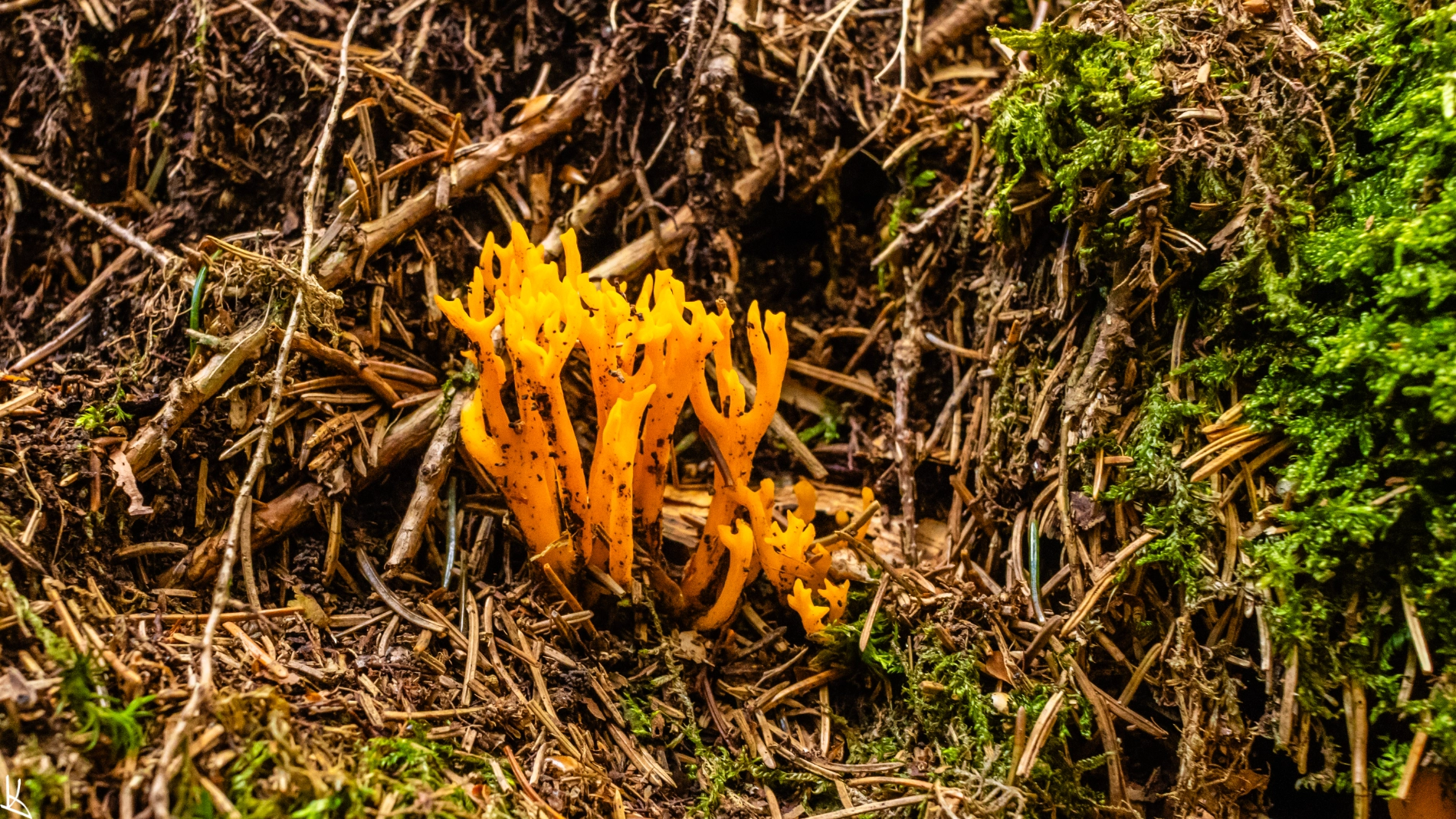 Dans la forêt de Laspeix